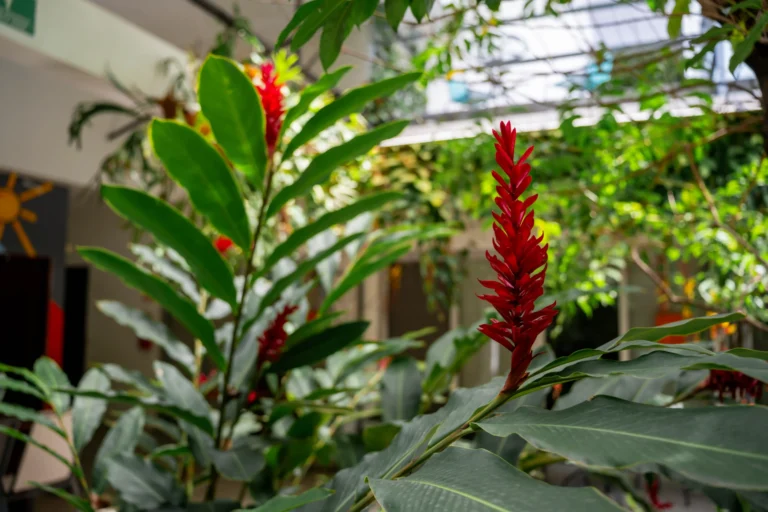 Red ginger flowers and tropical plants in the Candó Living courtyard